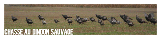 Photo album Wild Turkey Hunting
