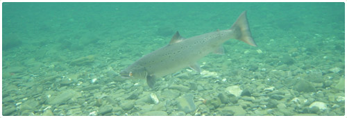An atlantic salmon under water in the Bonaventure river in Gaspésie