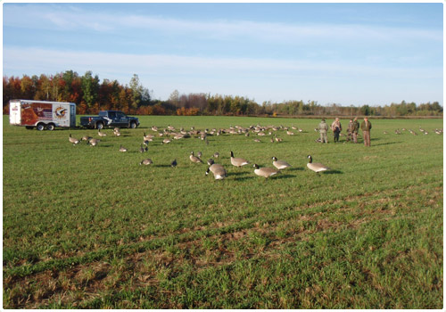 Champ utilisé pour la chasse au oiseaux migrateurs